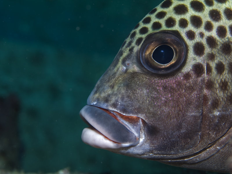 Seaventures House Reef, Harlequin Sweetlips